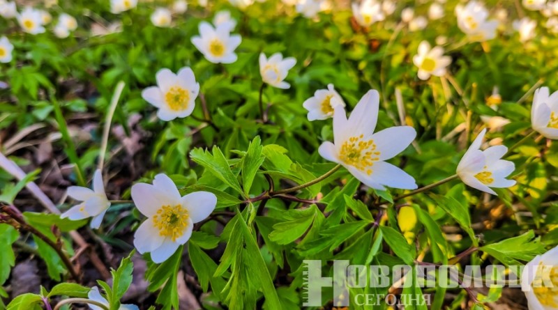 подснежник-2